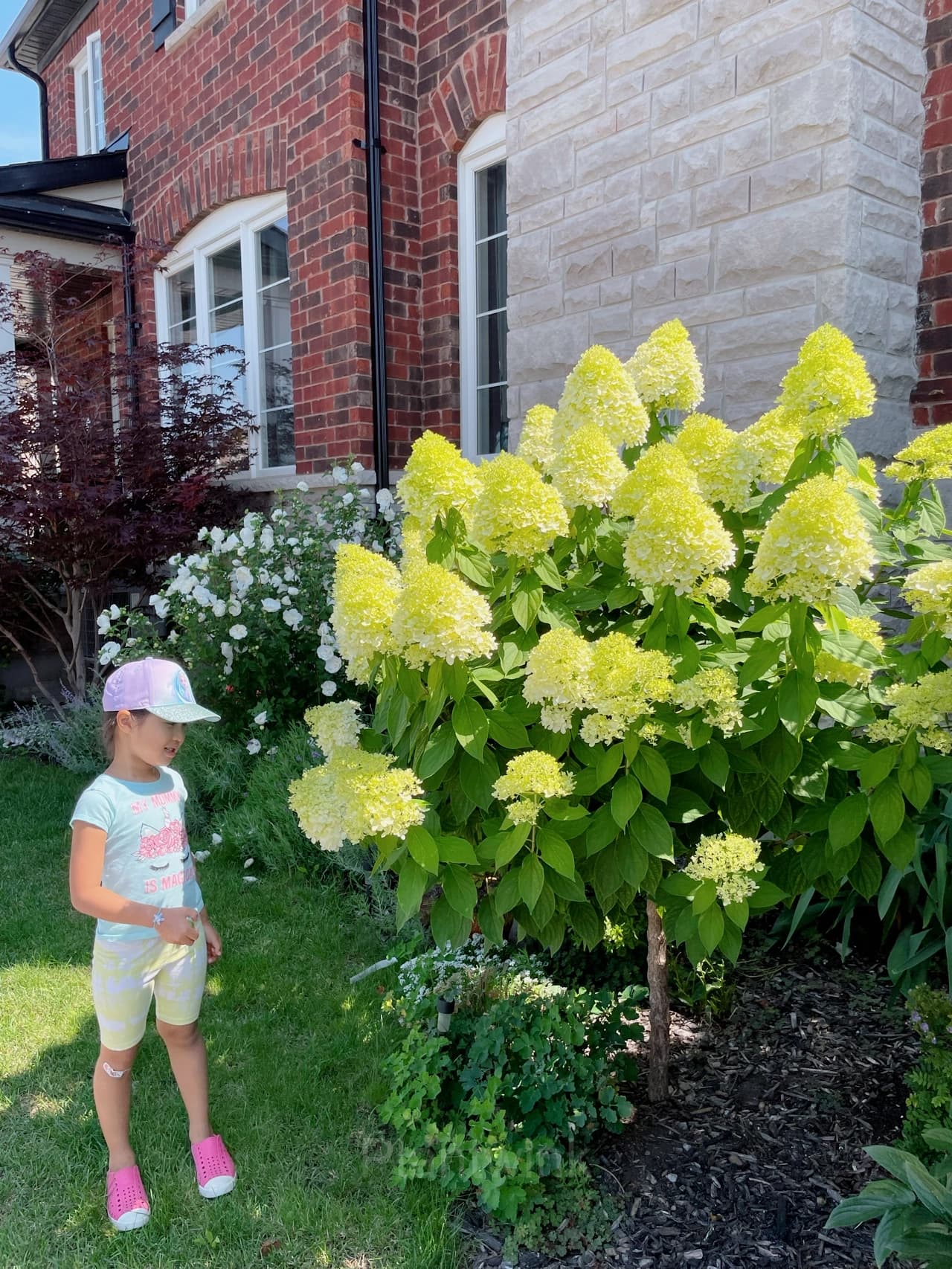 Ice Cream Hydrangea Seeds - View 2