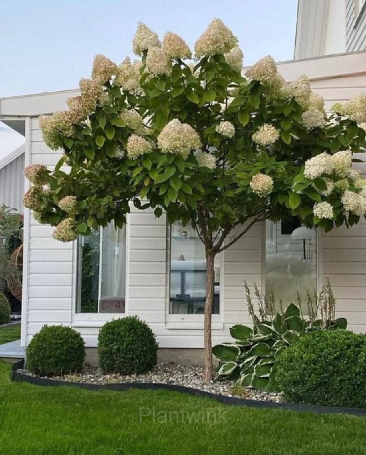 Ice Cream Hydrangea Seeds - View 3
