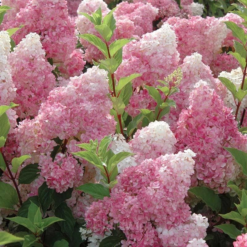 Ice Cream Hydrangea Seeds - View 4