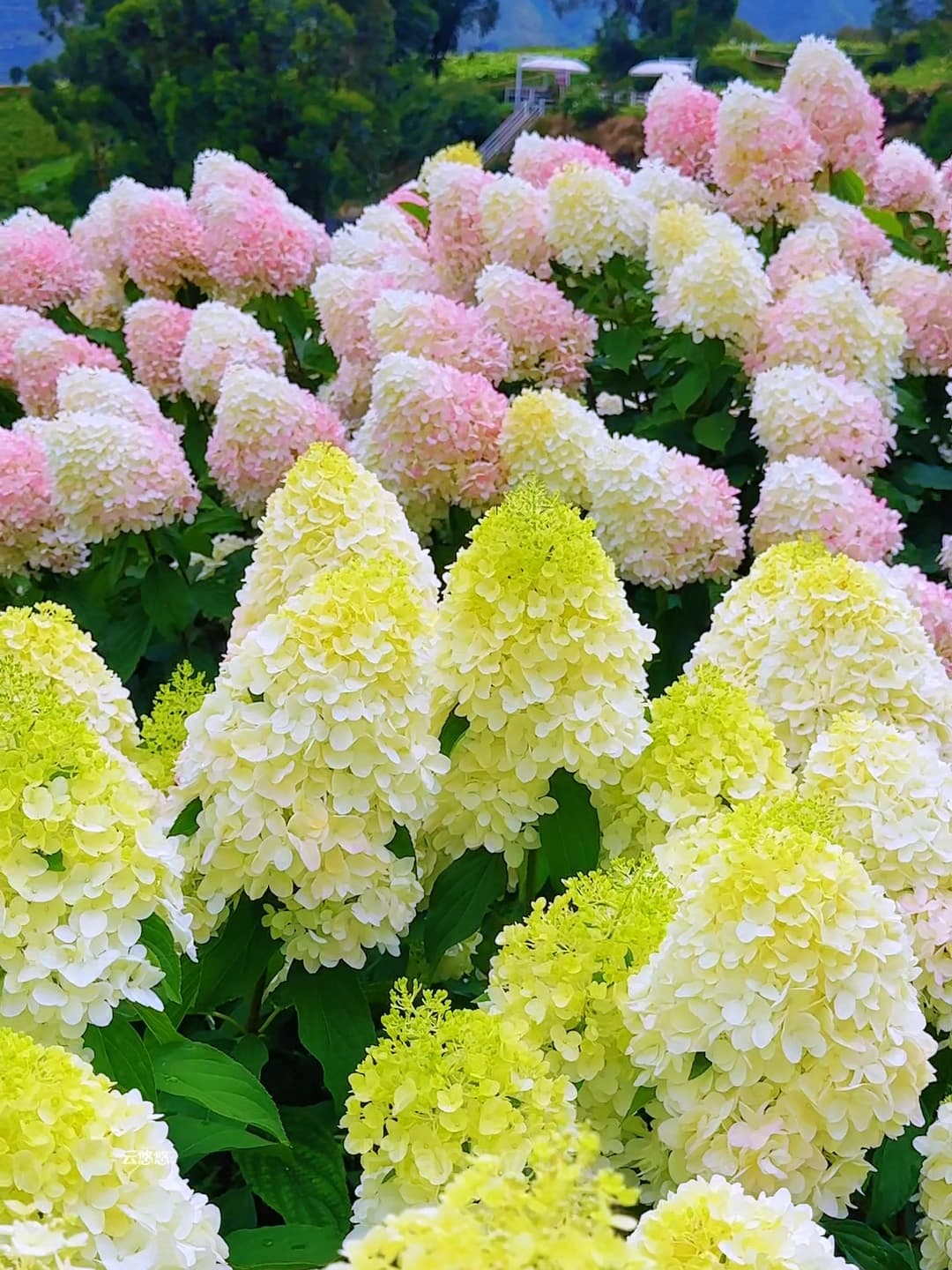 Ice Cream Hydrangea Seeds - View 5