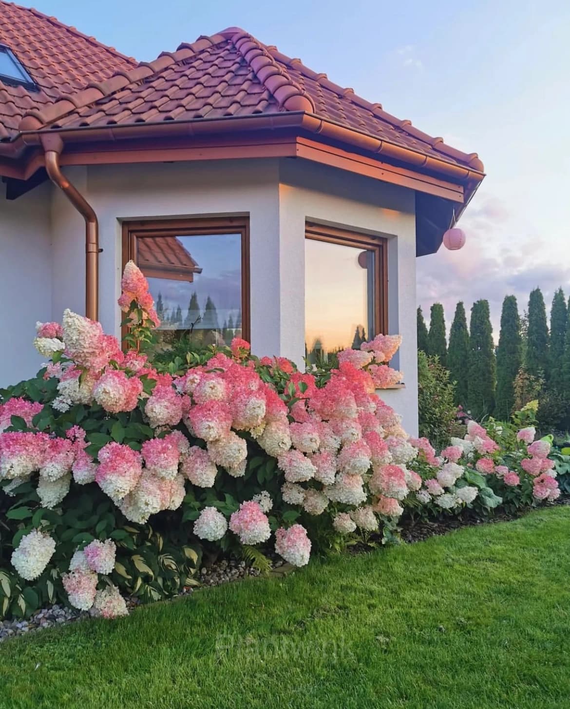 Ice Cream Hydrangea Seeds - View 8