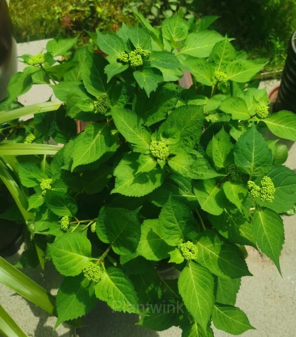 Ivy review image 1