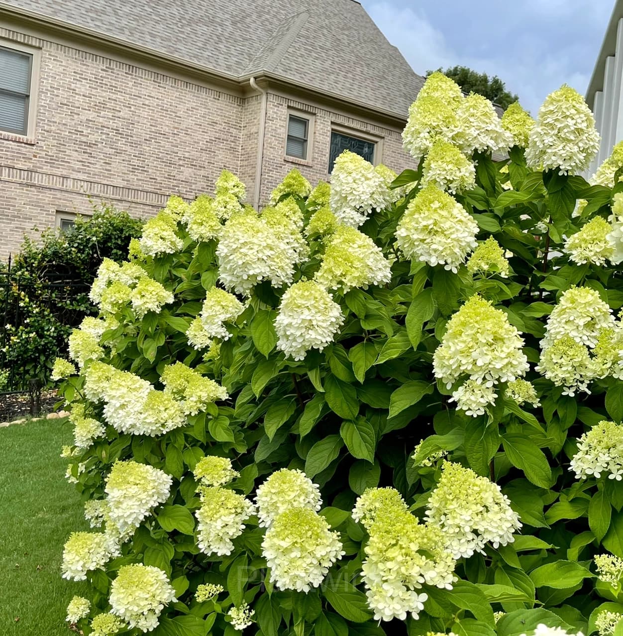 Ice Cream Hydrangea Seeds - View 7