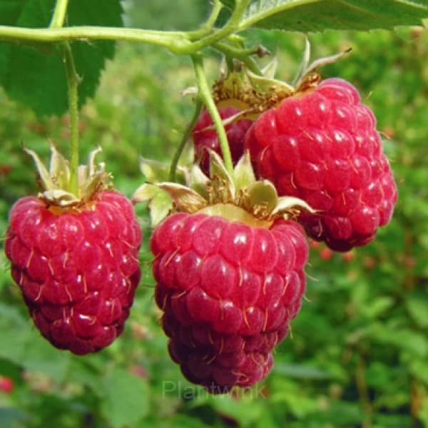 Everbearing Raspberry Organic Natural Seeds - View 1