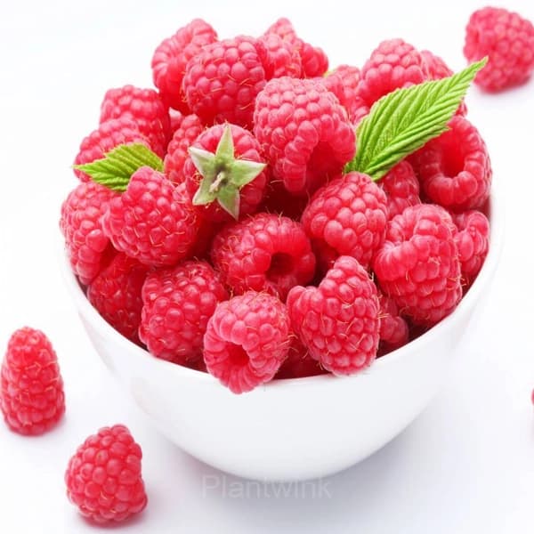 Everbearing Raspberry Organic Natural Seeds - View 2