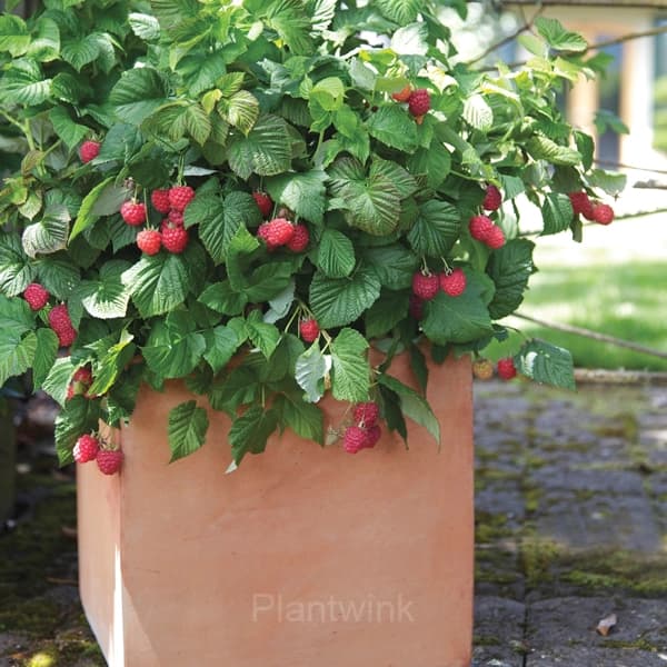 Everbearing Raspberry Organic Natural Seeds - View 3