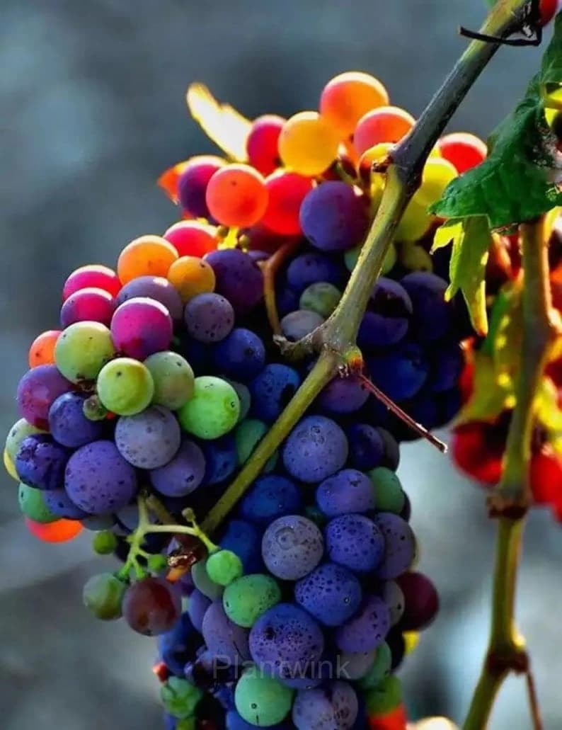 New Rare Rainbow Hybrid Grape Organic - View 5
