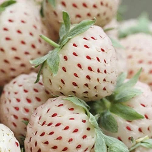 200 Rare Milk Strawberry Seeds - Alt