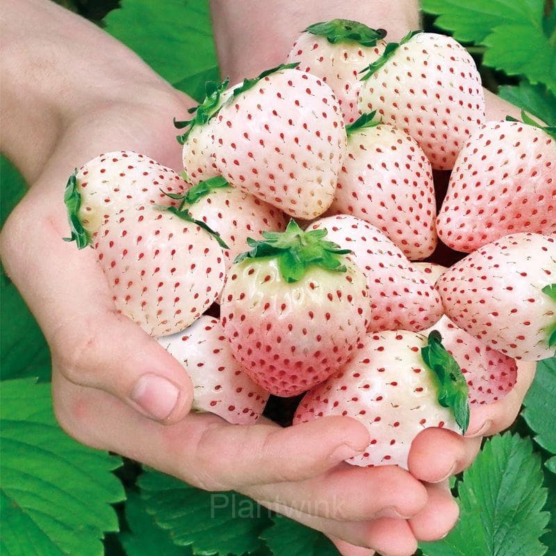 200 Rare Milk Strawberry Seeds - Main