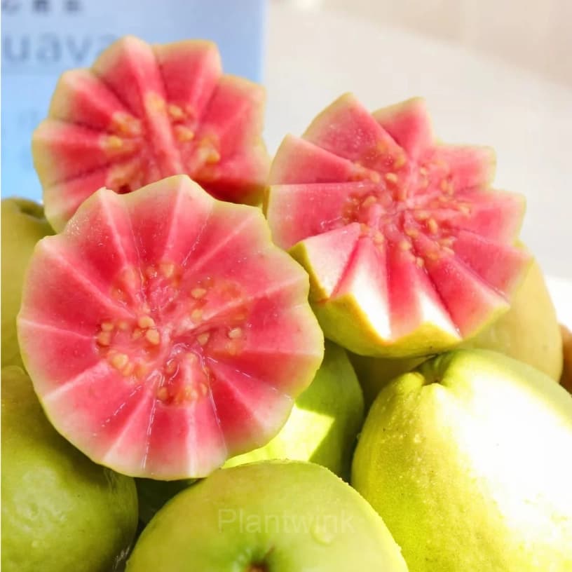 50 Tropical Strawberry Guava Organic Pink Guava Seeds - View 3