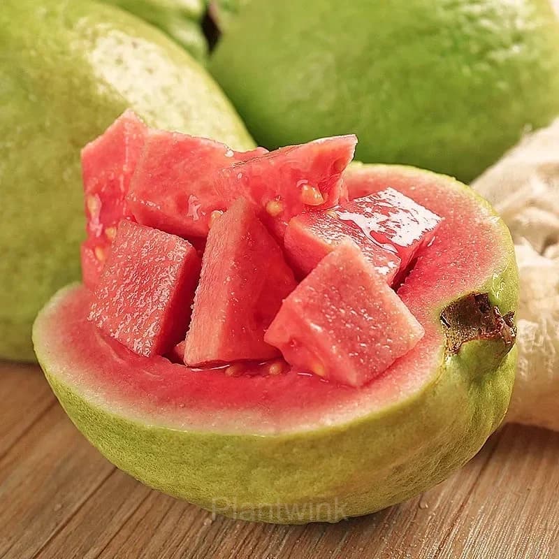 50 Tropical Strawberry Guava Organic Pink Guava Seeds - View 4