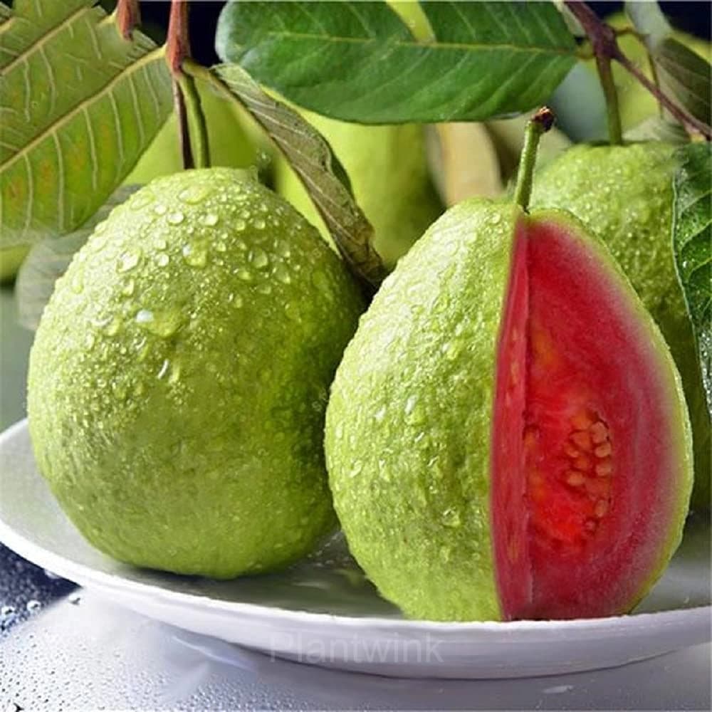 50 Tropical Strawberry Guava Organic Pink Guava Seeds - View 5