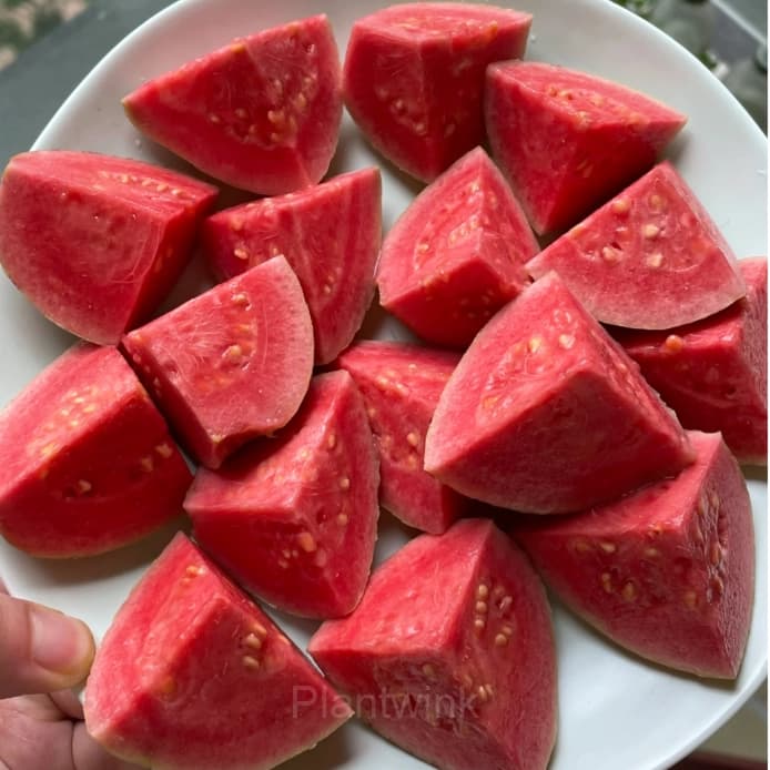50 Tropical Strawberry Guava Organic Pink Guava Seeds - View 6