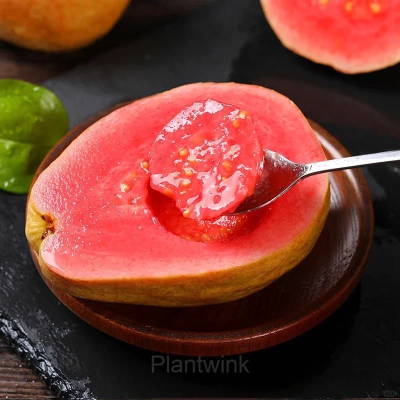 50 Tropical Strawberry Guava Organic Pink Guava Seeds - View 1