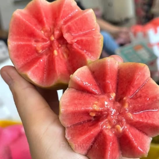 50 Tropical Strawberry Guava Organic Pink Guava Seeds - View 7