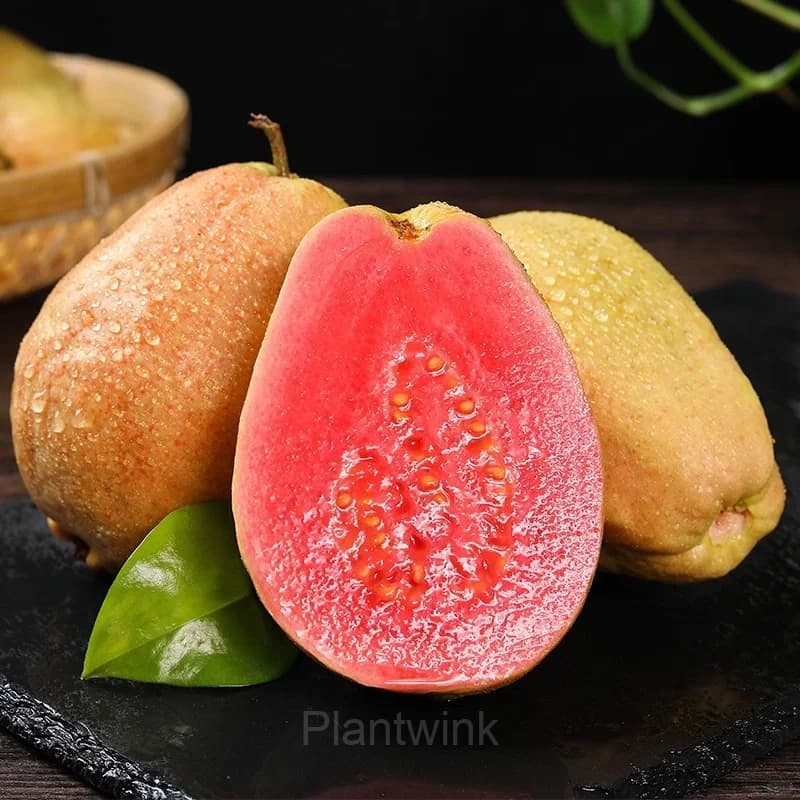 50 Tropical Strawberry Guava Organic Pink Guava Seeds - View 8