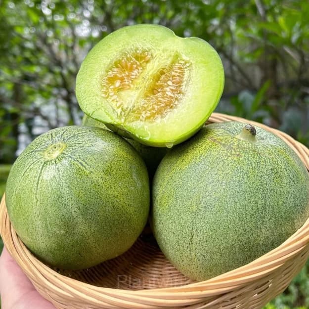 Emerald No. 2 Sweet Melon - View 2