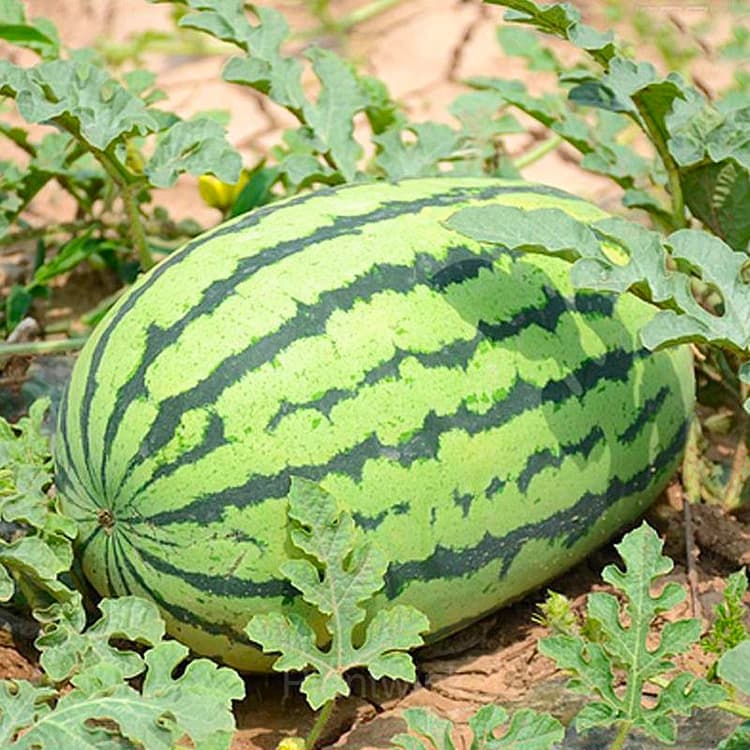 50 Lazy Seedless Watermelon Seeds - View 3