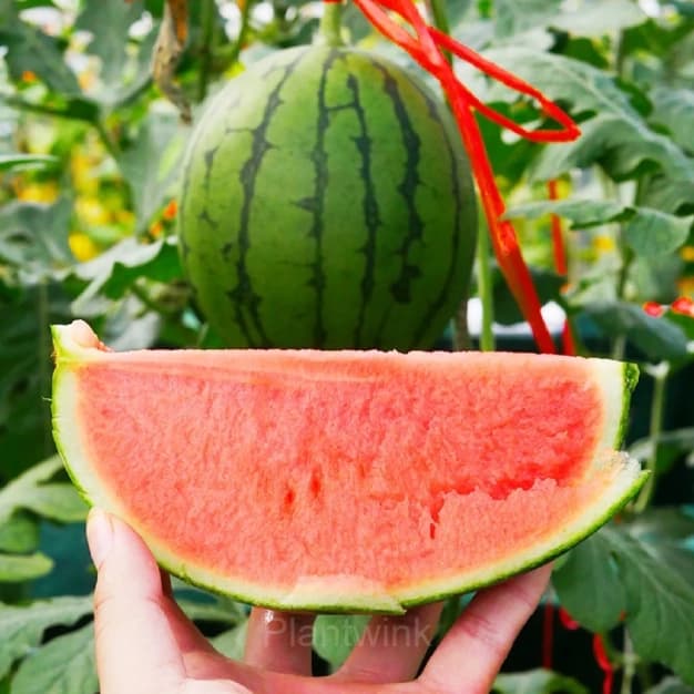 50 Lazy Seedless Watermelon Seeds - View 1