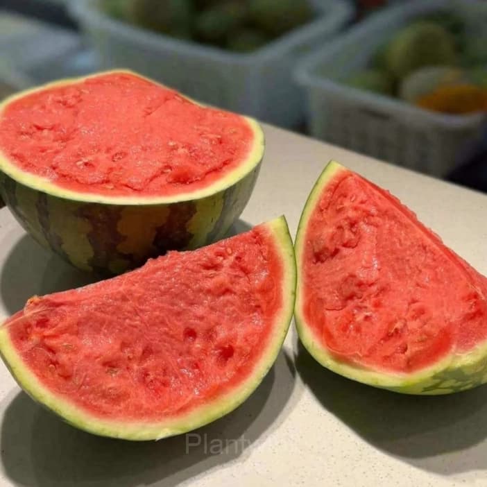 50 Lazy Seedless Watermelon Seeds - View 5