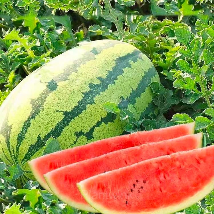 50 Lazy Seedless Watermelon Seeds - View 6