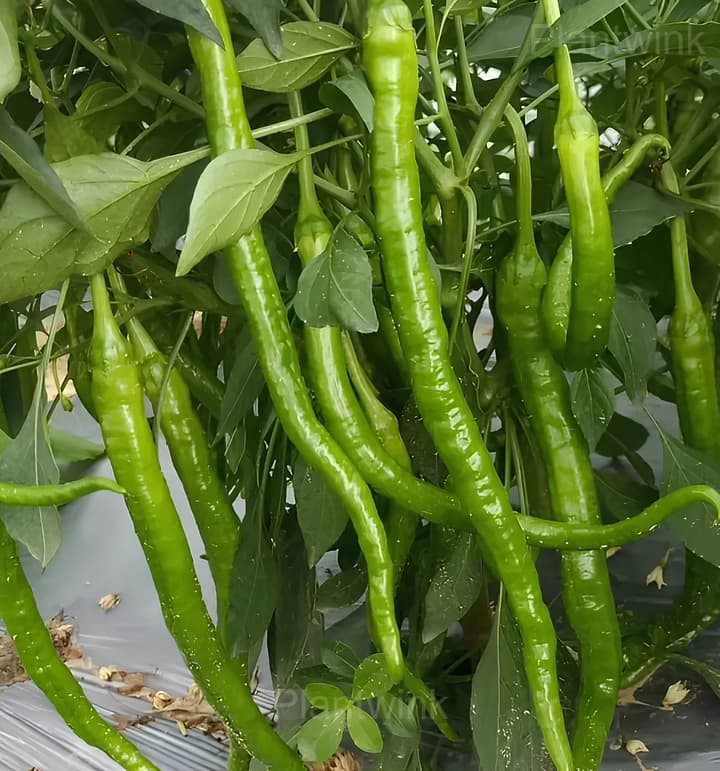 long green pepper - View 4