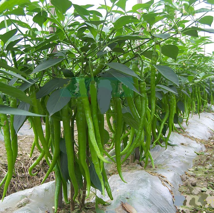 long green pepper - View 2