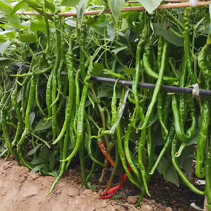 long green pepper - View 1