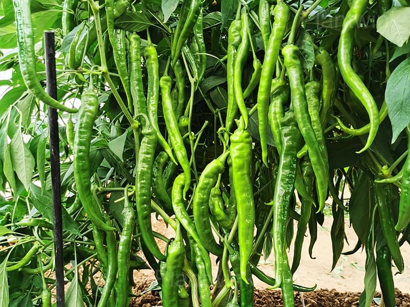 long green pepper - View 3