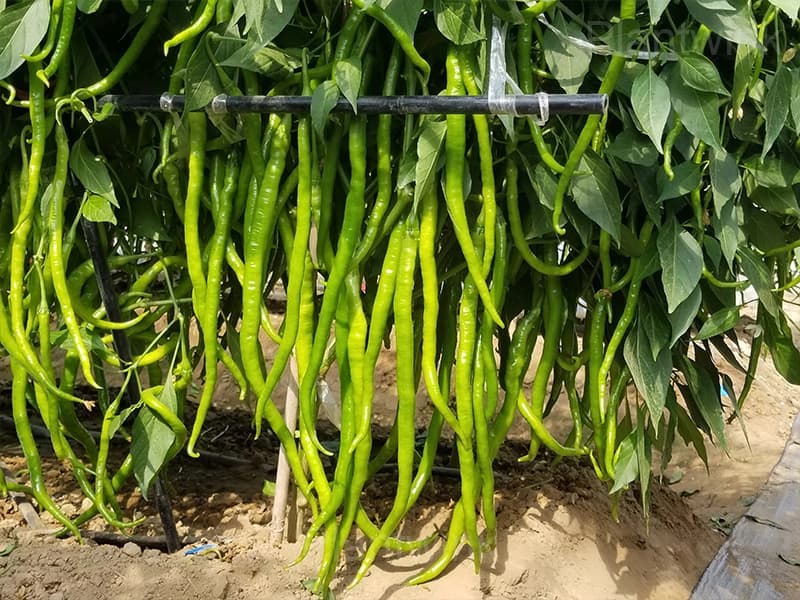 long green pepper - View 6