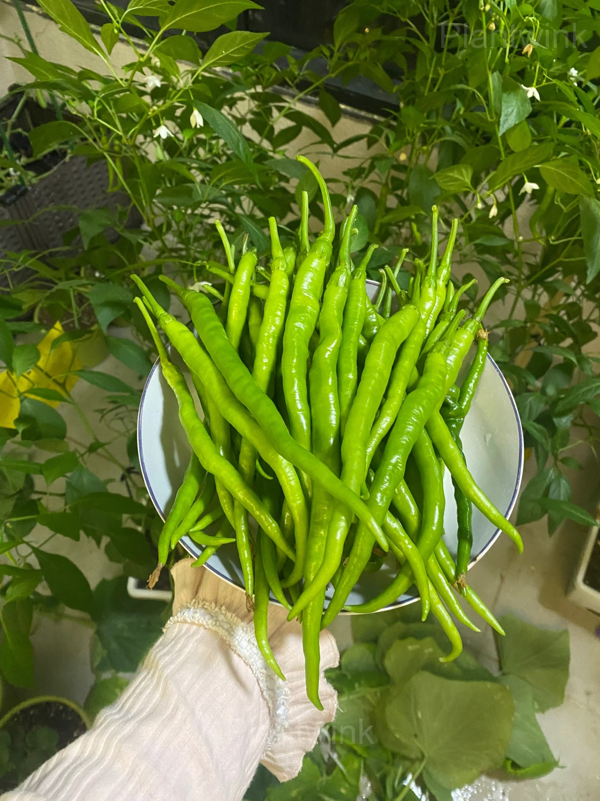 long green pepper - View 7