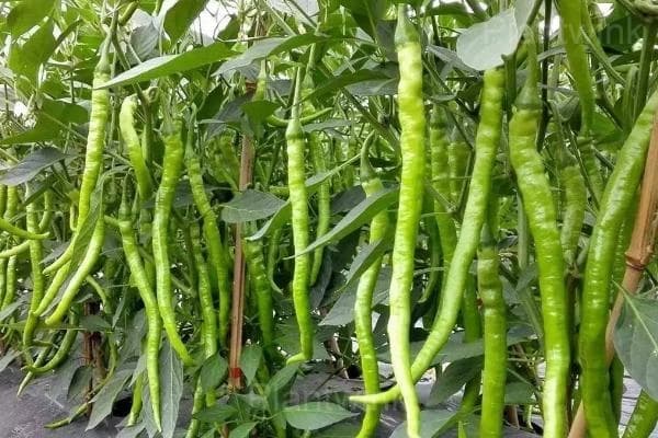 long green pepper - View 8