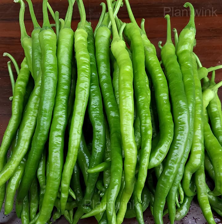 long green pepper - View 5