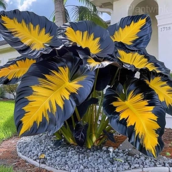Giant Caladium Seeds - View 4