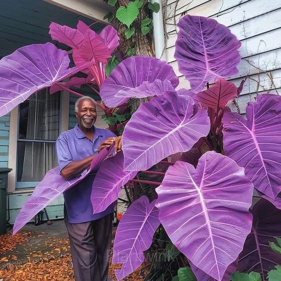 Giant Caladium Seeds - View 5