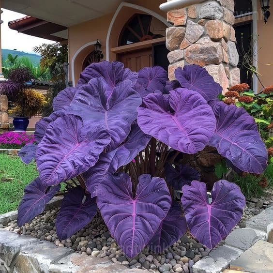 Giant Caladium Seeds - View 8
