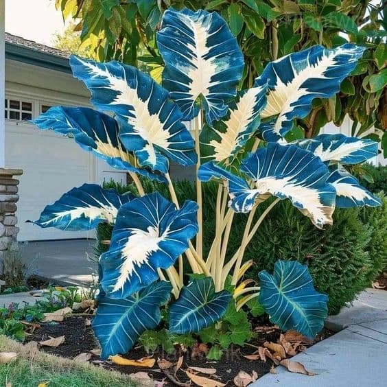 Giant Caladium Seeds - View 13