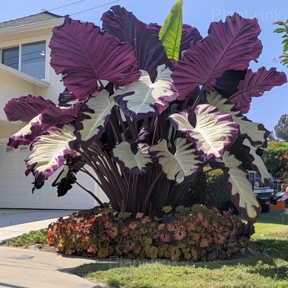Giant Caladium Seeds - View 9