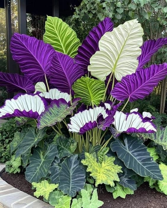 Giant Caladium Seeds - View 10