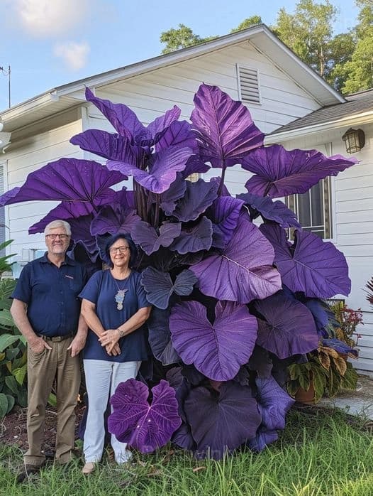 Giant Caladium Seeds - View 11