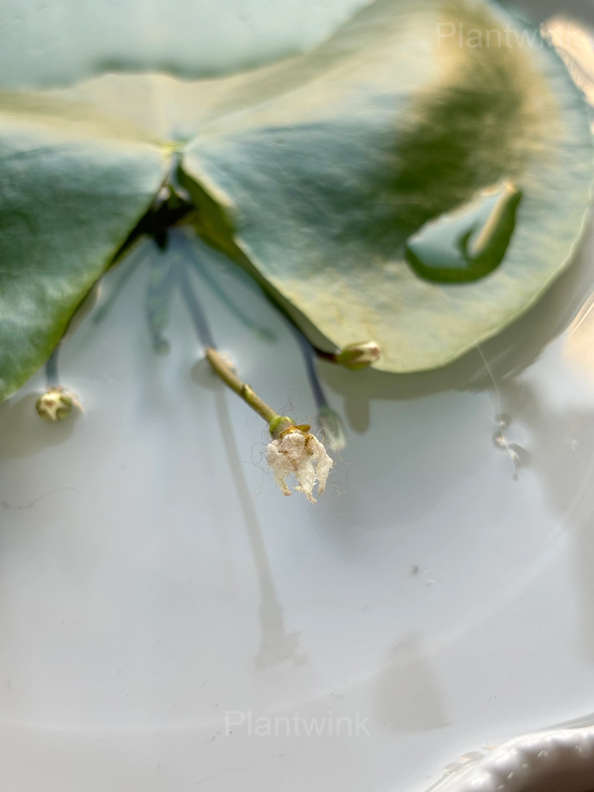 Lotus Leaf Seeds – Nymphoides indica - View 3