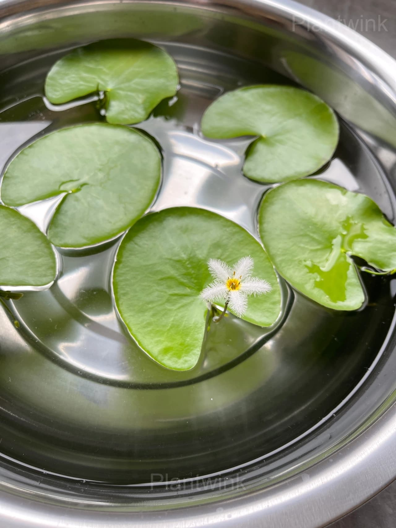 Lotus Leaf Seeds – Nymphoides indica - View 5