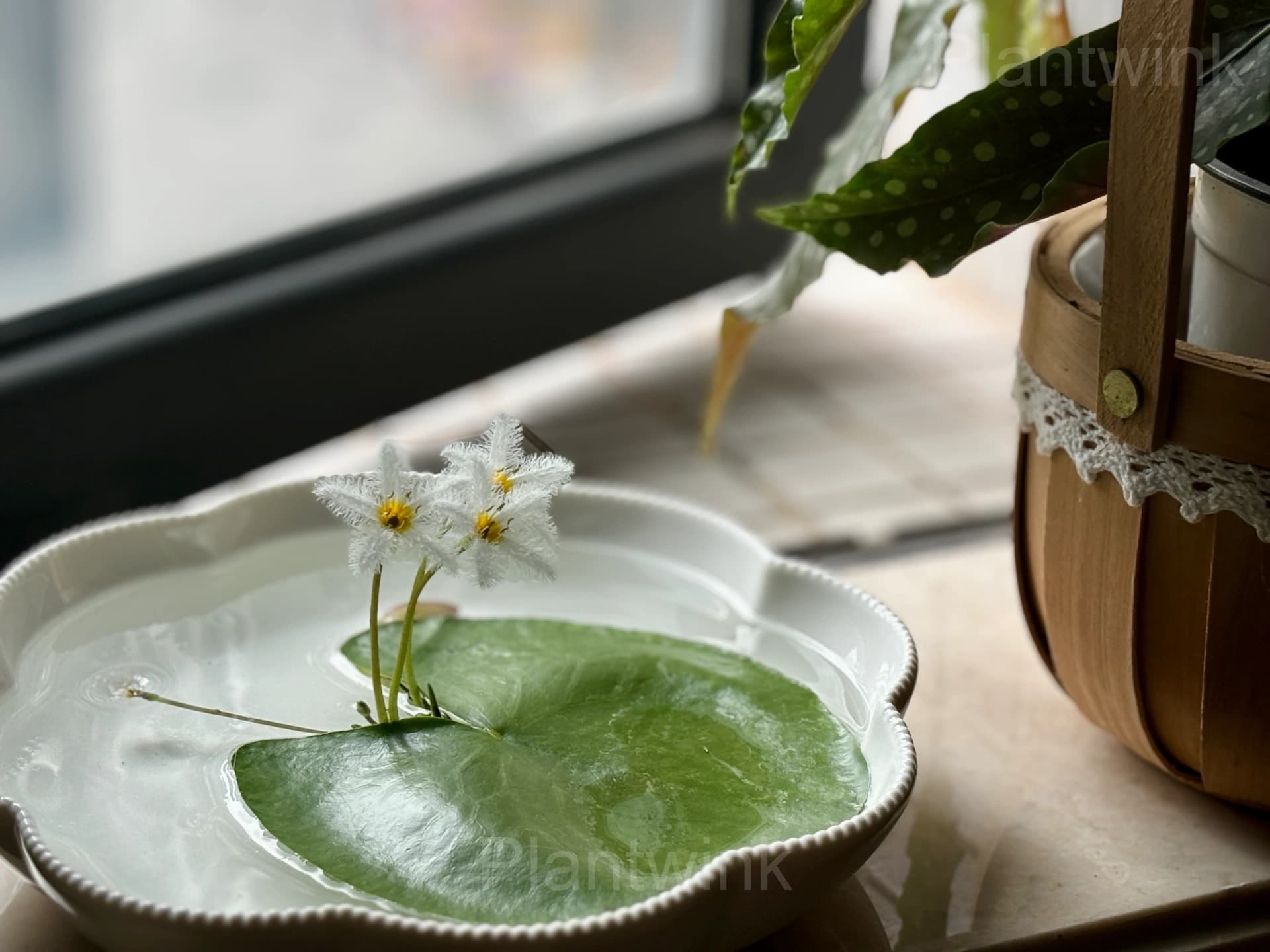 Lotus Leaf Seeds – Nymphoides indica - View 6