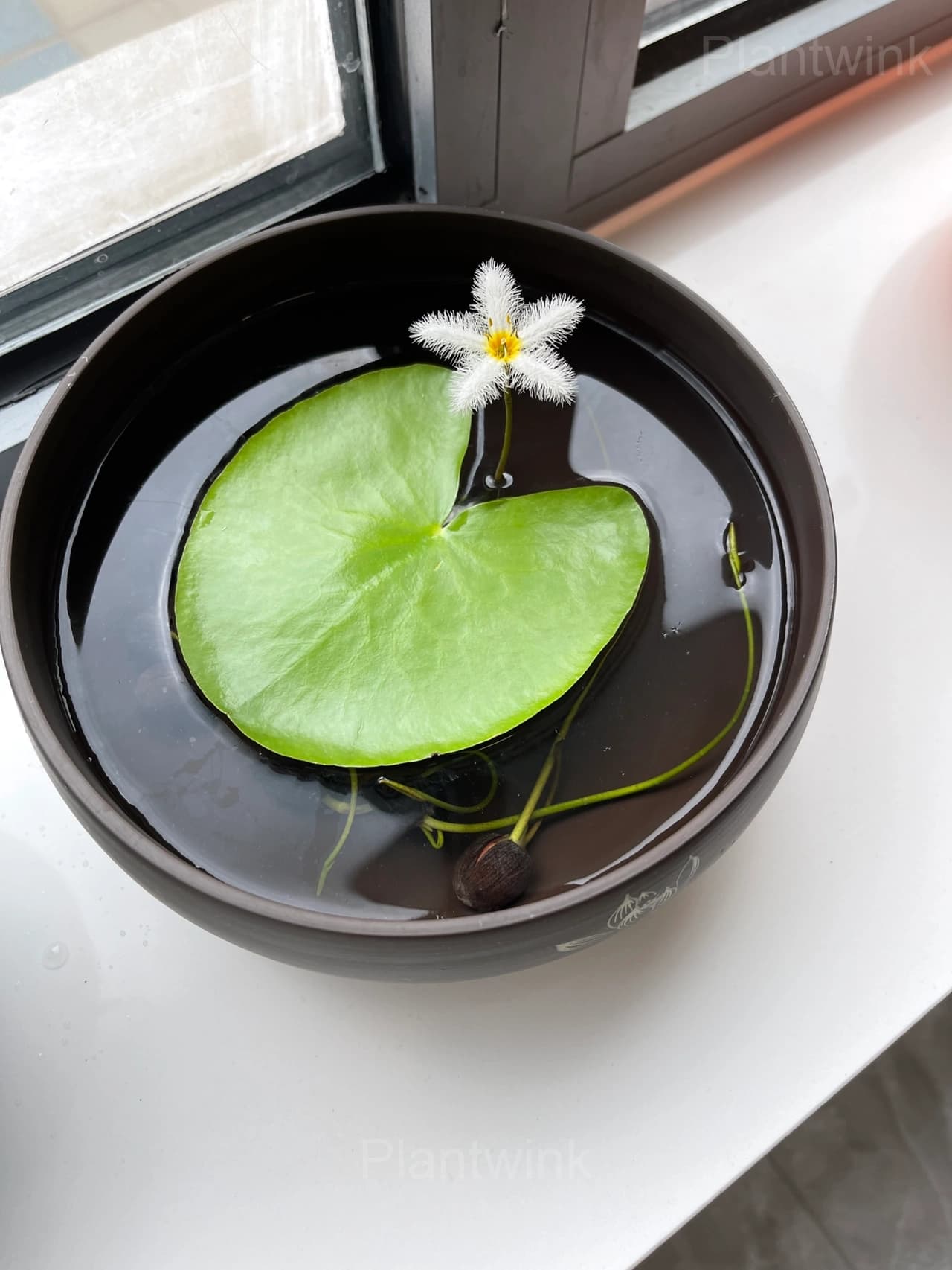 Lotus Leaf Seeds – Nymphoides indica - Main