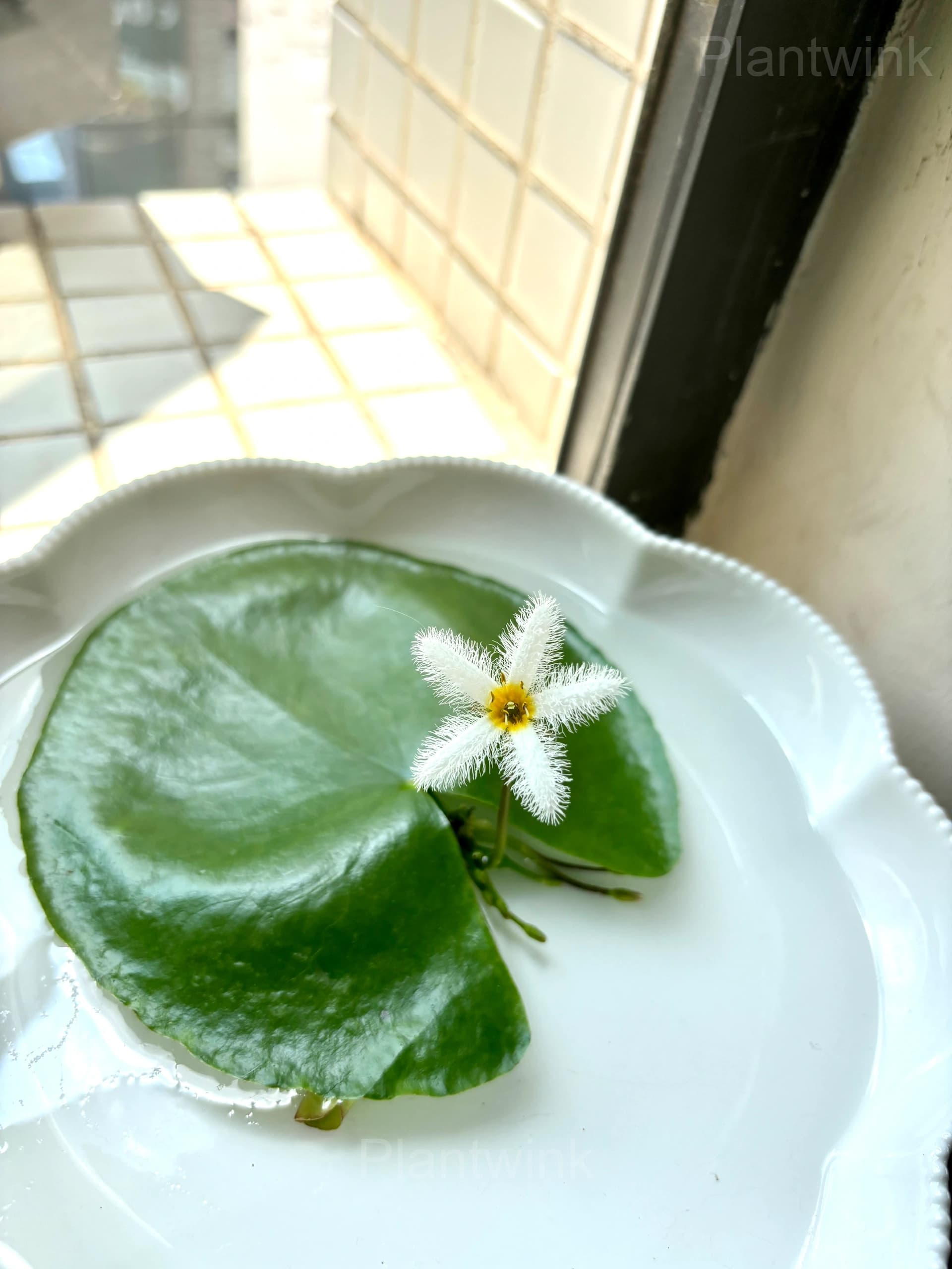 Lotus Leaf Seeds – Nymphoides indica - Alt
