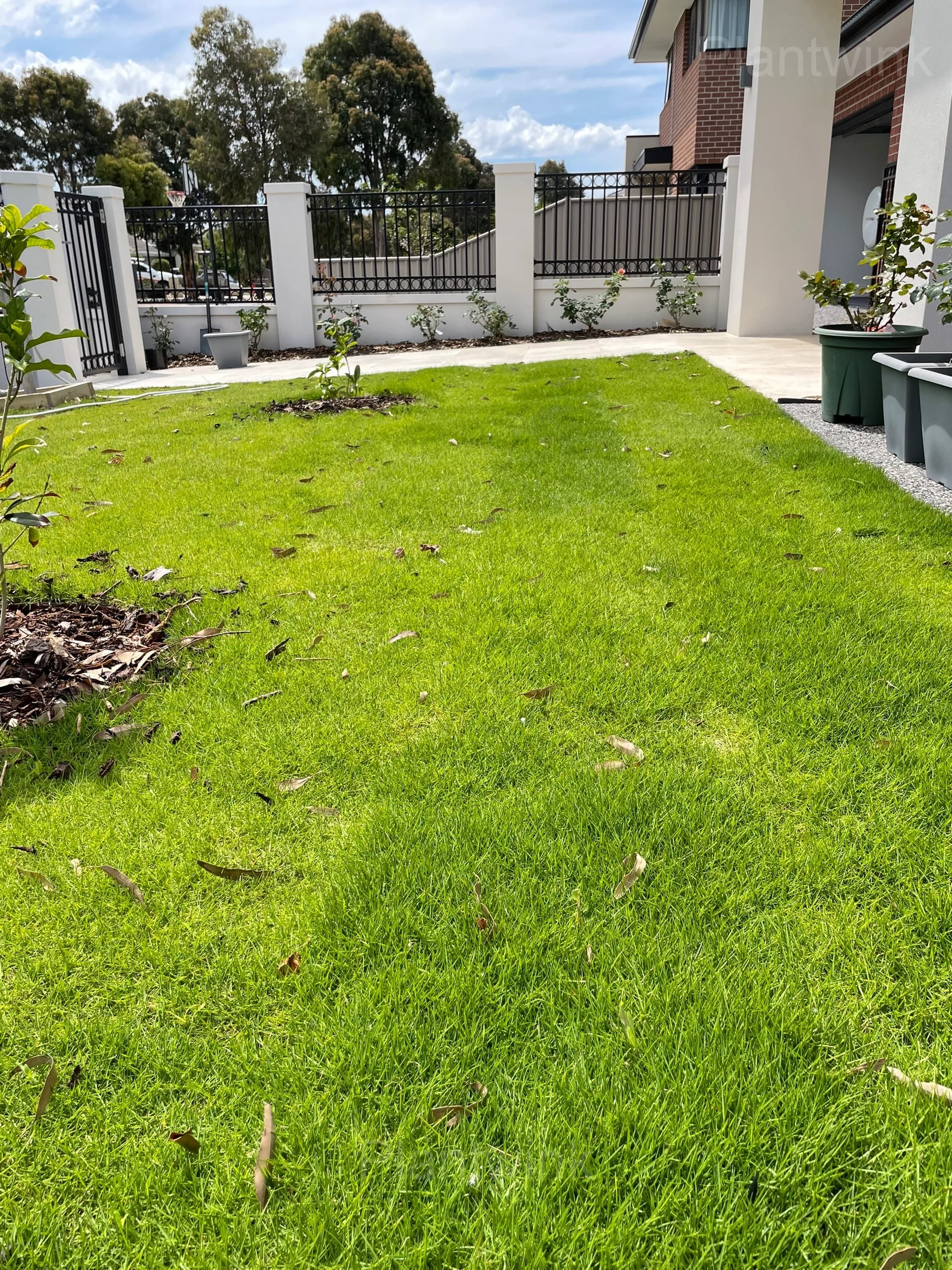 Evergreen Grass Seeds for All Seasons - View 6