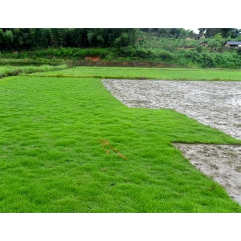 Evergreen Grass Seeds for All Seasons - View 4