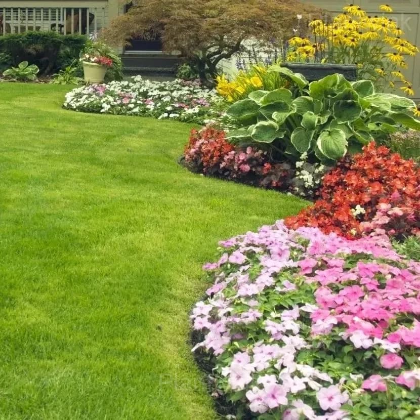 Evergreen Grass Seeds for All Seasons - View 5