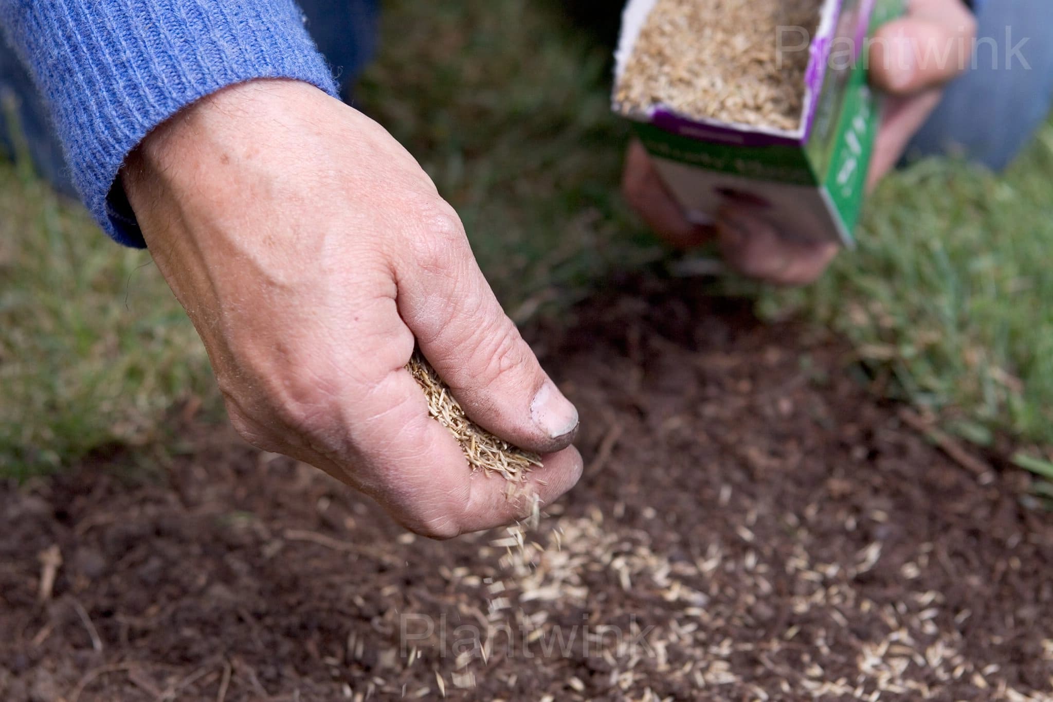 Evergreen Grass Seeds for All Seasons - Alt