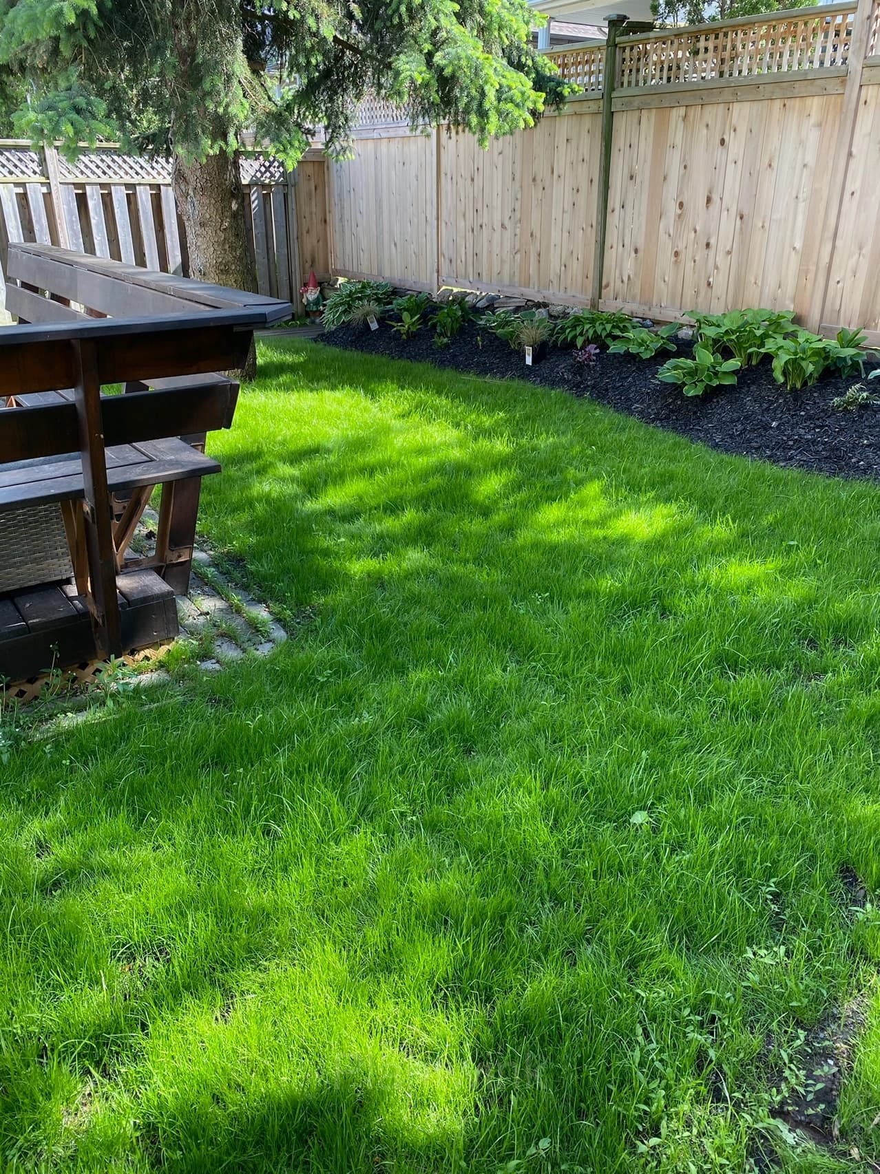Evergreen Grass Seeds for All Seasons - Main